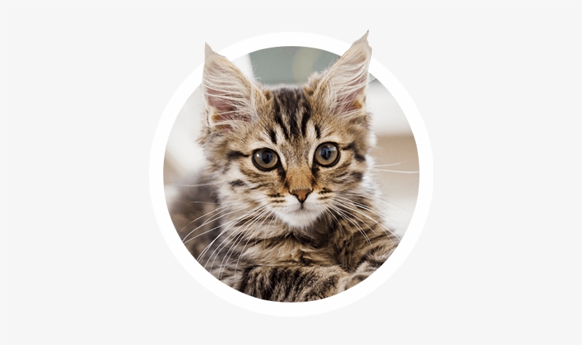 For Cats - Maine, transparent png download