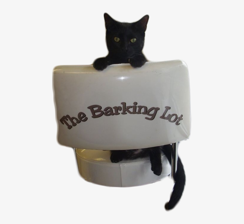 Cat - The Barking Lot Of Wheaton, Inc., transparent png download