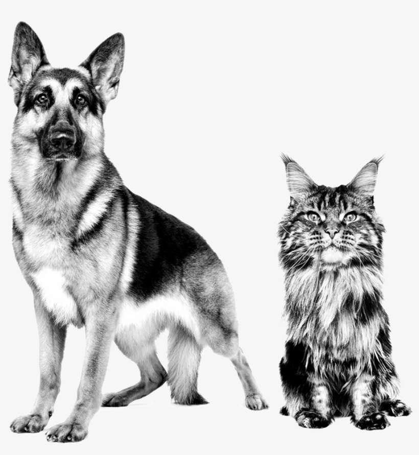Canin Dog Cat - German Shepherd Royal Canin Black White, transparent png download