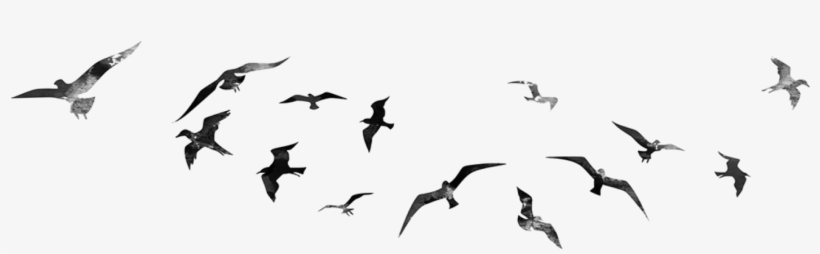 Picsart Photo Studio Desktop Wallpaper Editing Flying - Picsart Animals, transparent png download