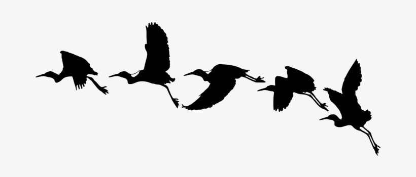 Bird, Silhouette - Bird Flying Vector Png, transparent png download