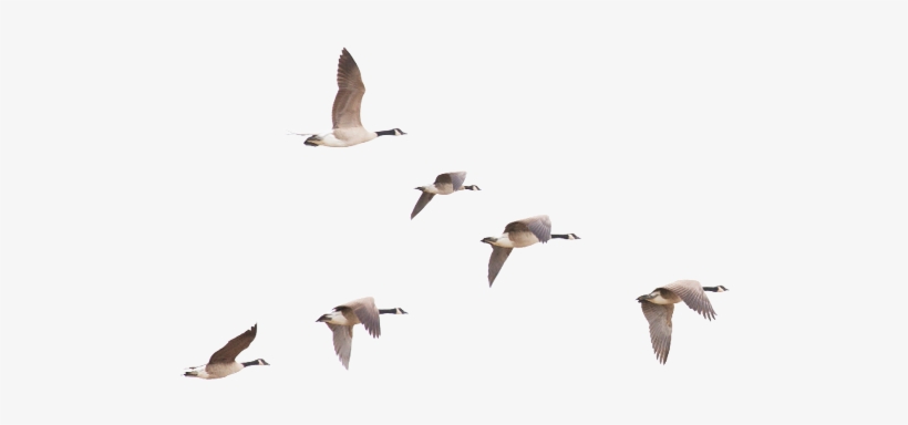 Meganreeves - Istock - Com - Bird, transparent png download