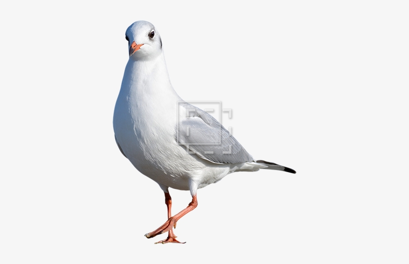 Cutout People - Bird, transparent png download