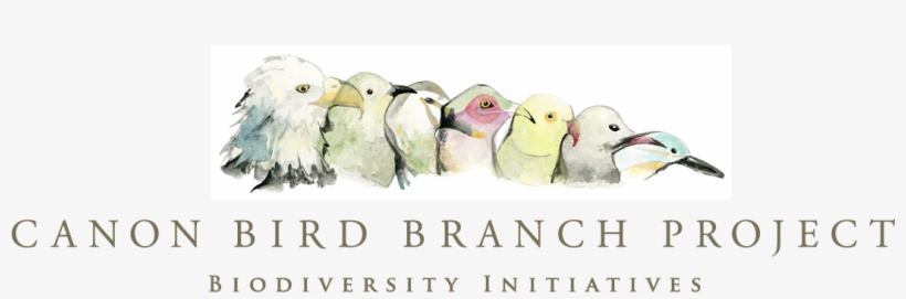 Canon Bird Branch Project - Rasmuson Foundation, transparent png download