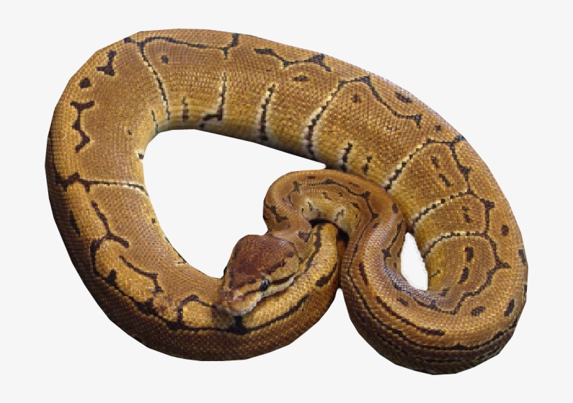 Pinstripe - Snakes, transparent png download