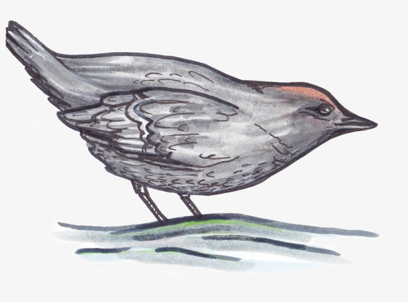 Illustrations - American Dipper, transparent png download
