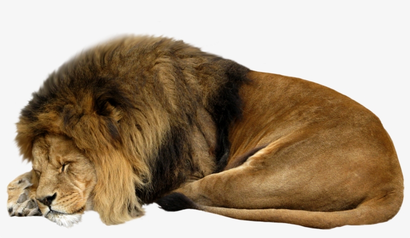 White Lion Clipart Sleeping Lion - Lion Sleeping Png, transparent png download