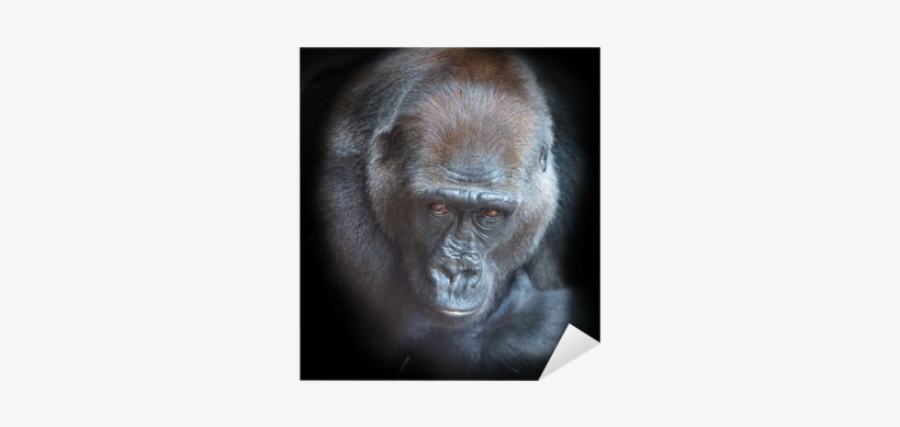 Portrait Of An Adult Gorilla On A Black Background - Portrait, transparent png download