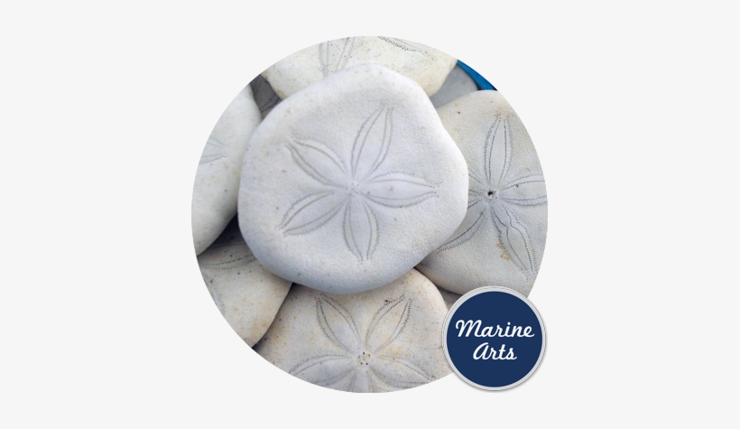 Hobby & Craft Pack - Cookie, transparent png download