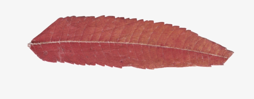 Flowers Flower Floral Watercolor Watercolors - Wood, transparent png download