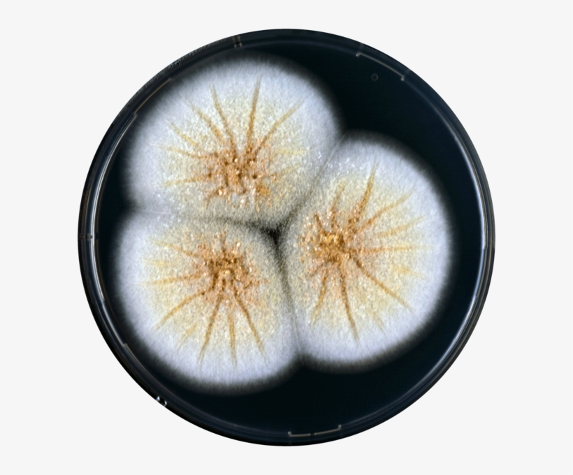 Aspergillus Westerdijkiae Cya - Sand Dollar, transparent png download