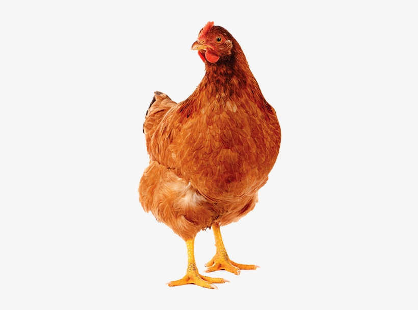 Supporting Western Australian Farmers - Несушки Пнг, transparent png download