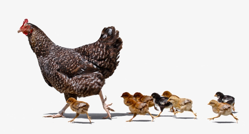 Avian Influenza, transparent png download