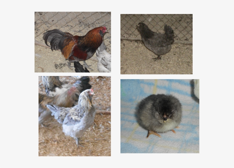 It Derives Form The Araucana Chickens - Rooster, transparent png download