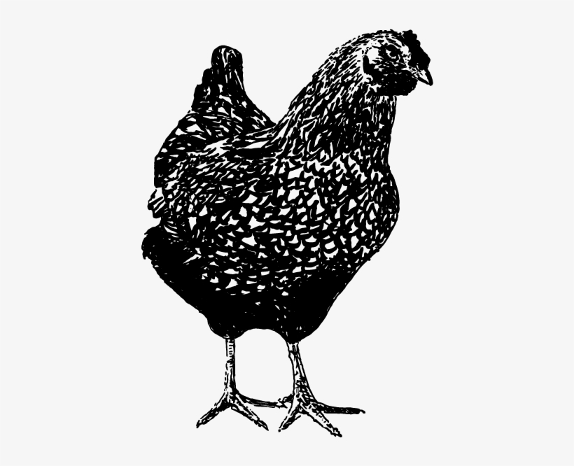 Keep In Touch - Wyandotte Chicken, transparent png download