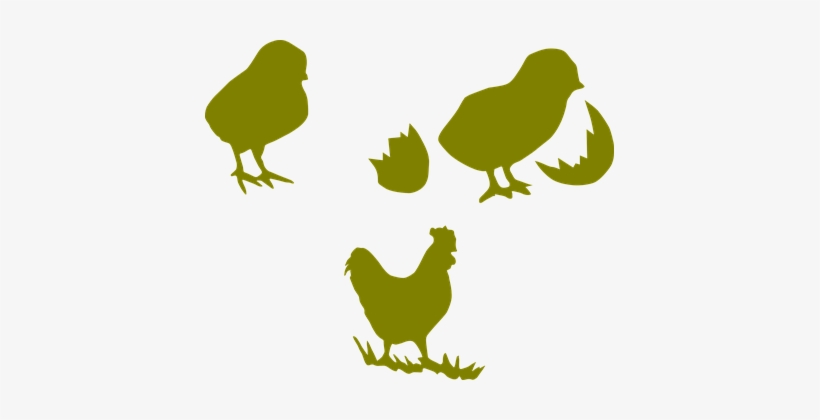 Chicken Cock Poultry Hen Farming Chick Coc - Poultry Farm Chicks Logo, transparent png download