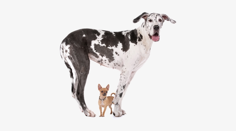 We Love Dogs Of All Shapes & Sizes - Teacup Chihuahua And Great Dane, transparent png download