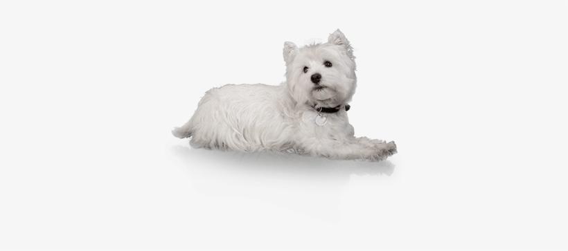 The Healthy Scoop On Wet Food - West Highland White Terrier, transparent png download