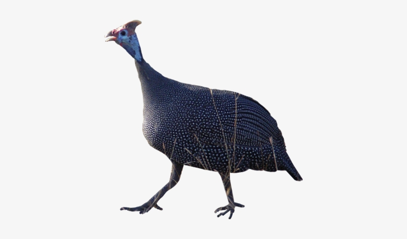 Animals/ Birds/ Helmeted Guineafowl - Guinea Fowl Png, transparent png download