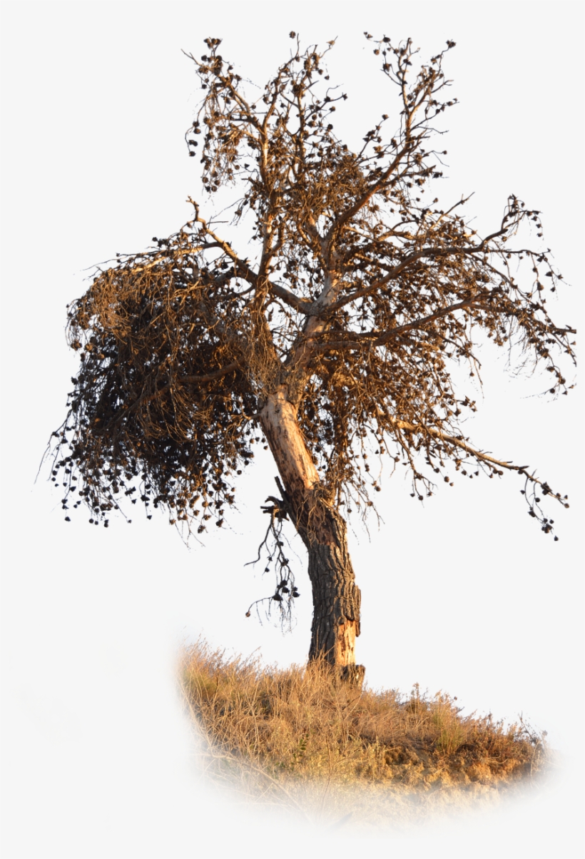 Png Pine Dry - Mexican Pinyon, transparent png download