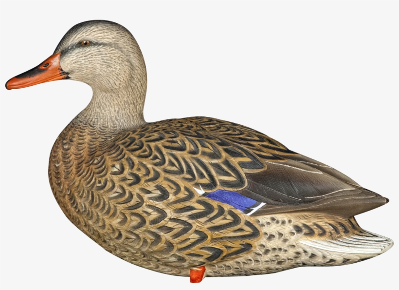Lookout Hen - Avian-x Axp Full Body Mallard Decoys, transparent png download