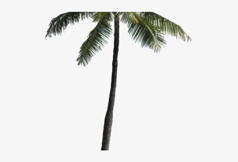 Palm Tree Png Transparent Images - Palm Trees Png Transparent, transparent png download