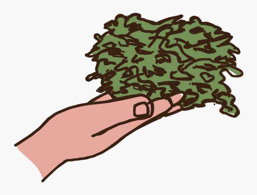 Hops - Illustration, transparent png download