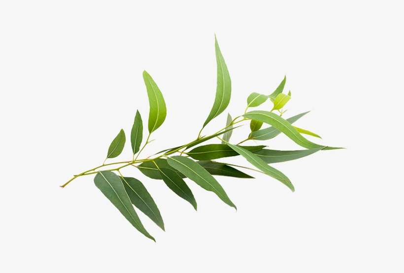 Eucalyptus, transparent png download