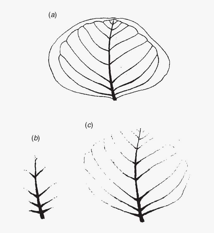 Download - Eucalyptus Polyanthemos, transparent png download