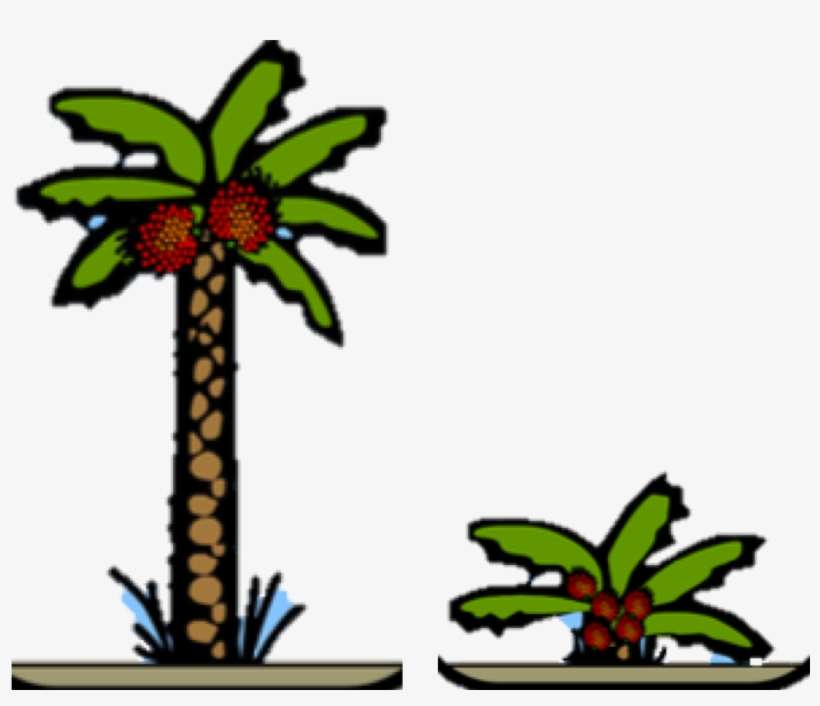 Palms Of Different Ages Need Different Amounts Of Fertiliser, transparent png download