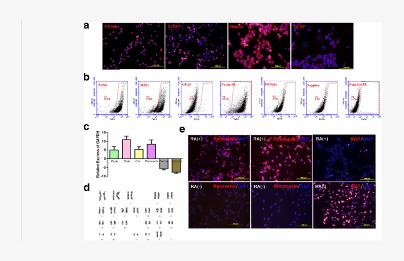 Characterization Of Retinal Progenitor Cells - Fig.1, transparent png download