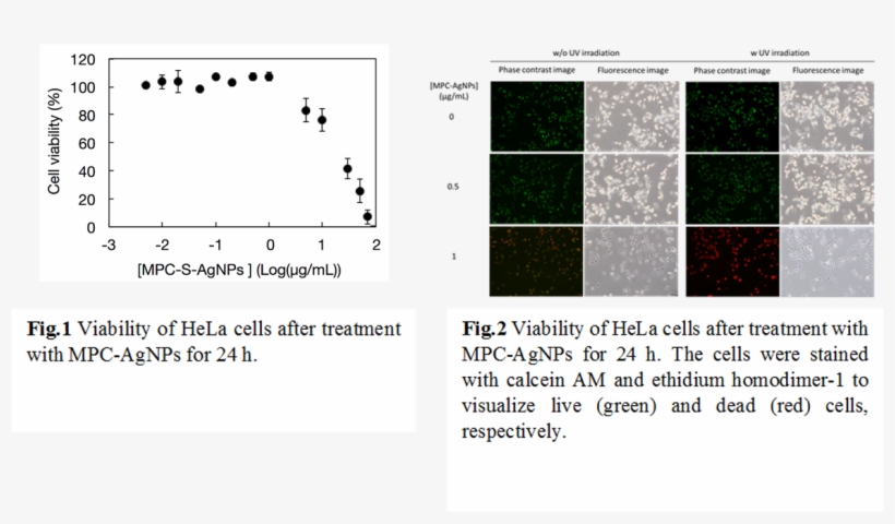 Mpc-agnps Used In Our Research Were Small Size Particles, - Diagram, transparent png download