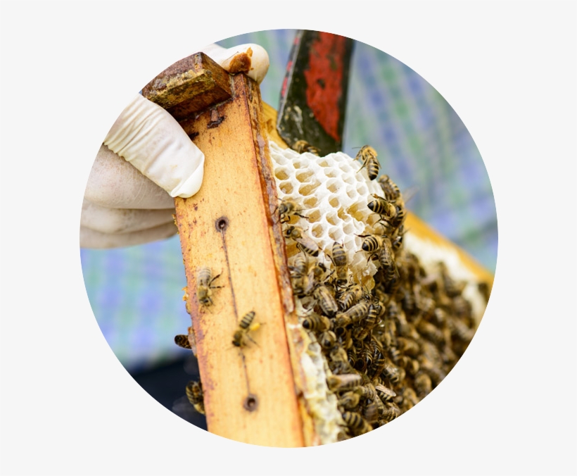 Beehive - Honey, transparent png download