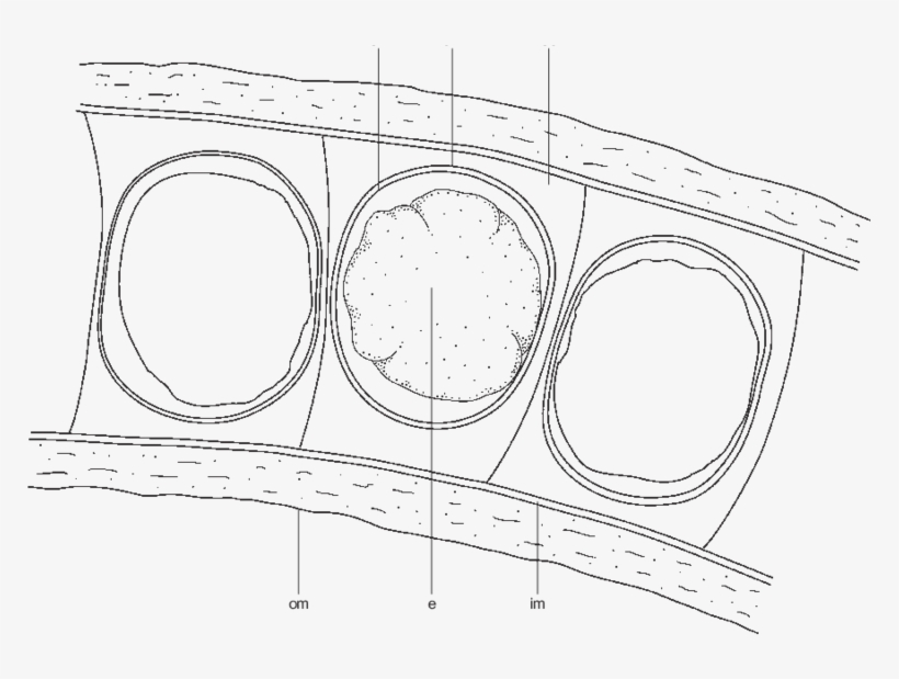 Longitudinal Section Of A Fragment Of A Strombus Canarium - Circle, transparent png download