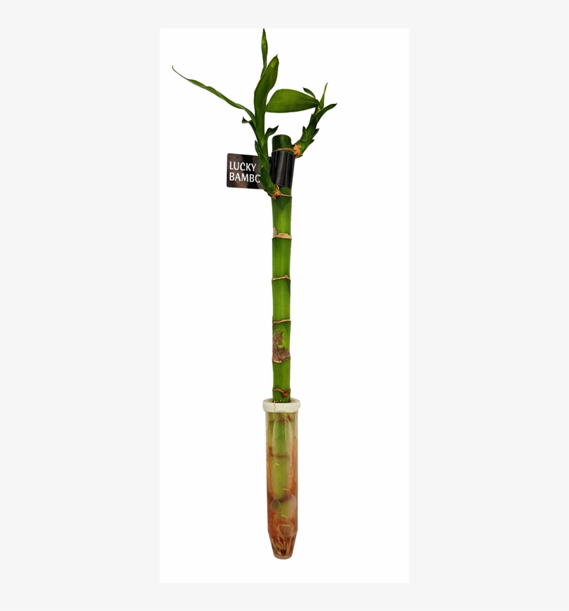 300mm Lucky Bamboo - Lucky Bamboo, transparent png download