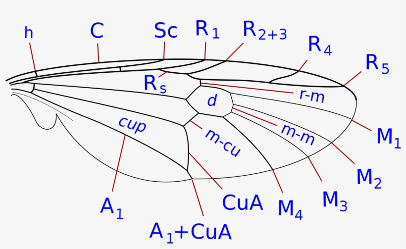 Open - Stratiomyidae Ala, transparent png download