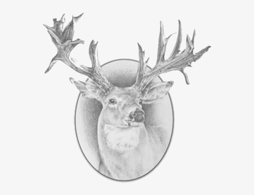 Deer, transparent png download