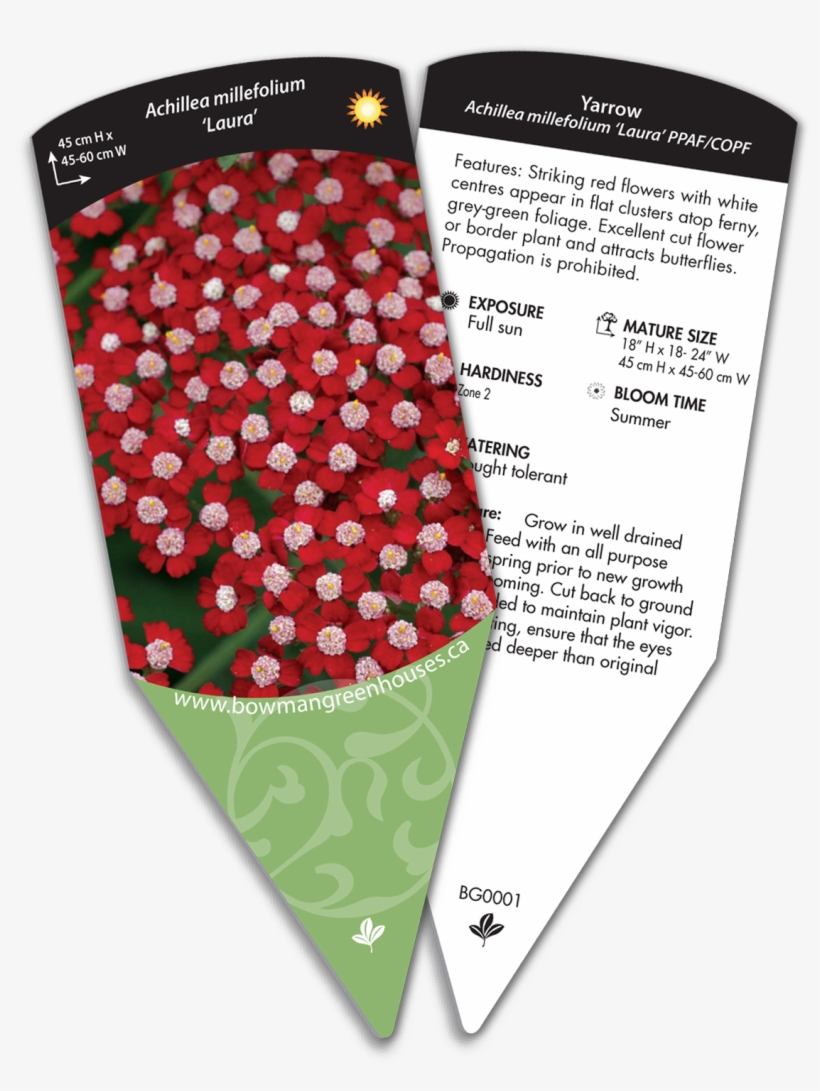 Bowmans, transparent png download