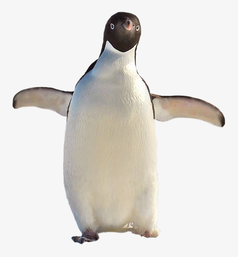 Penguin - Adã©lie Penguin, transparent png download