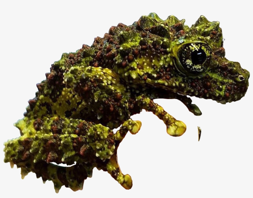 This Little Mossy - Vietnamese Mossy Tree Froglet, transparent png download