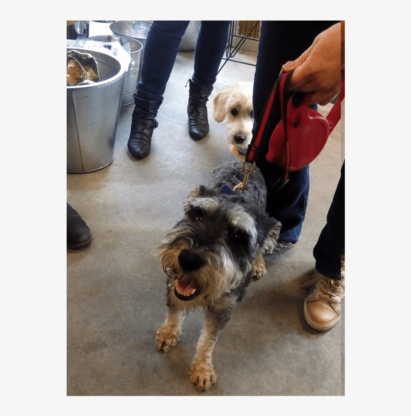 This Is Rambo, He Is A 3 Year Old Schnauzer And A Neutered - Terrier, transparent png download