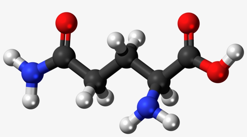 L Glutamine 3d Balls - Glutamine Ball And Stick, transparent png download