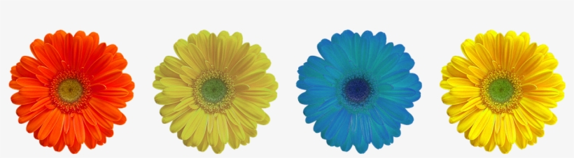 Flower,blue,summer Flower, - Flower, transparent png download