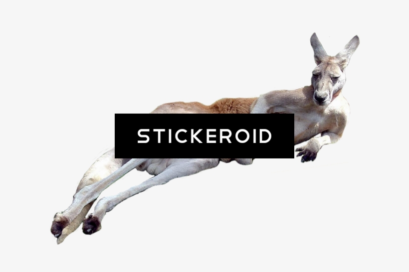Kangaroo - Kangaroo Transparent, transparent png download