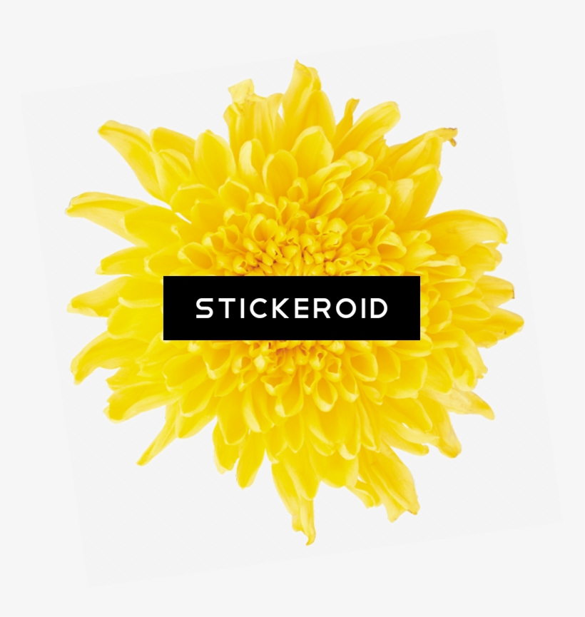 Dandelion - Portable Network Graphics, transparent png download