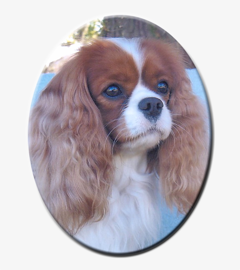 Cavalier King Charles Spaniels Established In, transparent png download