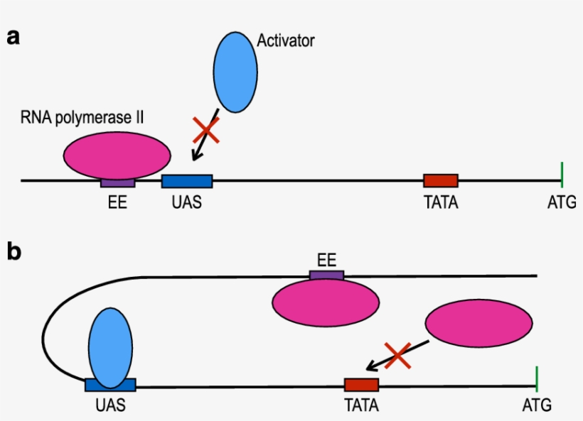 Possible Scenarios For Promoter Competition Induced - Upstream Activating Sequence, transparent png download