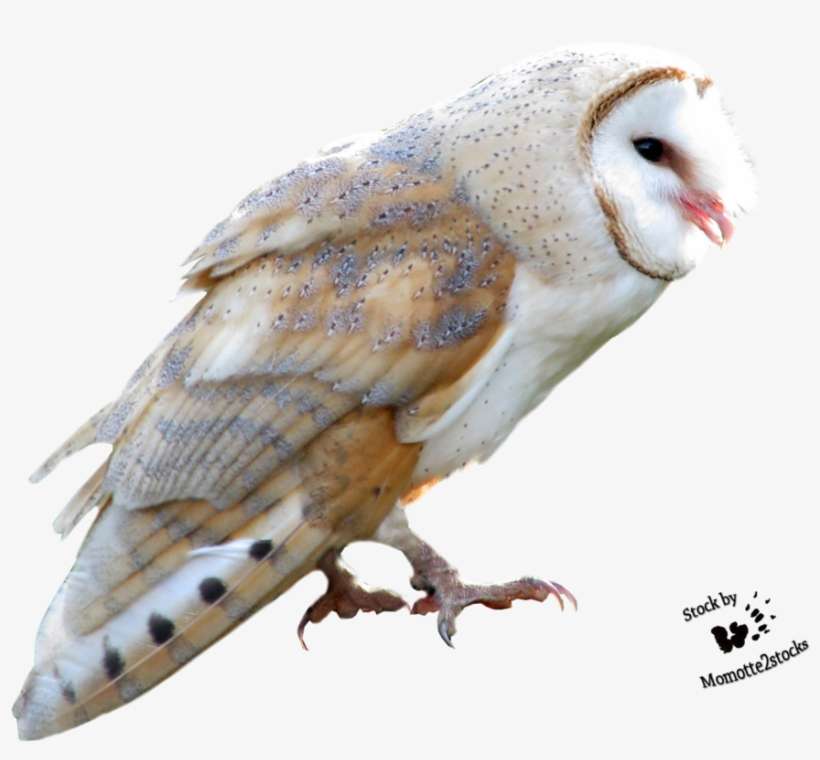 Barn Owl Png Free Download - Owl, transparent png download
