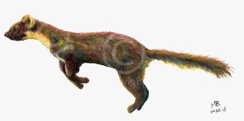 Running Pine Marten, Watercolour Pencil Drawing - Drawing, transparent png download