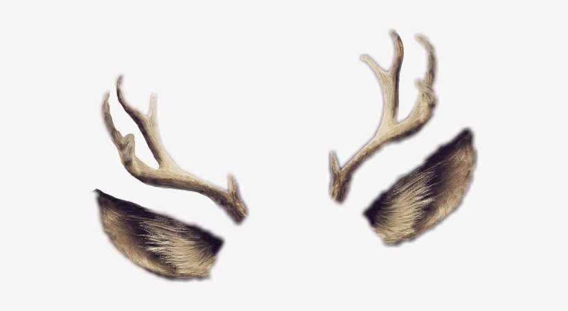 Report Abuse - Antler, transparent png download